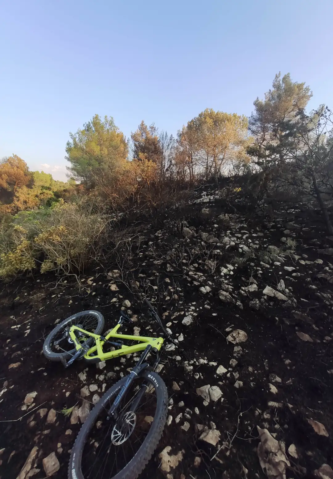 Image of forest fire